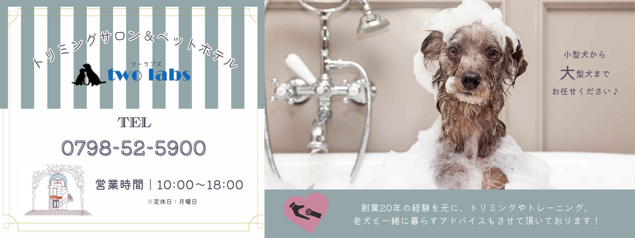 two labs | 西宮で犬のトリミングとペットホテルならドック 